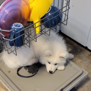 Profile photo of Garrett Schaub