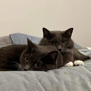 Profile photo of Mimi Arakawa