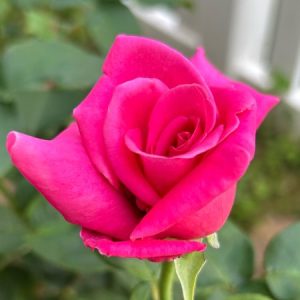 Profile photo of M Alberts