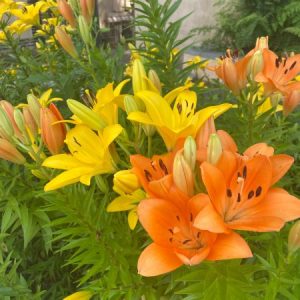 Profile photo of helenvol