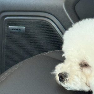 Profile photo of Queenie Chen