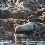 Profile photo of Laro