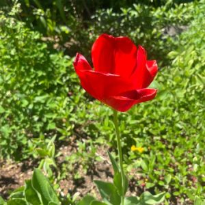 Profile photo of Rose Jaworecki