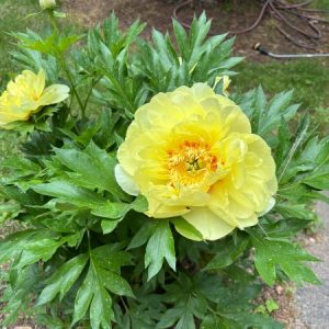 Profile photo of Ruta Ioukhnikov