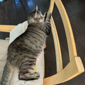 Profile photo of Julianne Silva